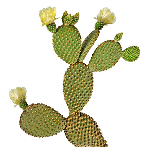 Cacti image